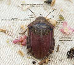 Attēlu rezultāti vaicājumam “Eurygaster testudinaria imago”