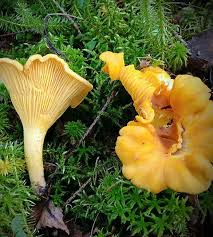 Attēlu rezultāti vaicājumam “Cantharellus cibarius”