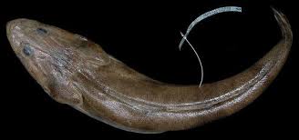 Image result for Platycephalus speculator