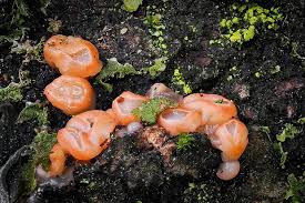 Attēlu rezultāti vaicājumam “Craterocolla cerasi”