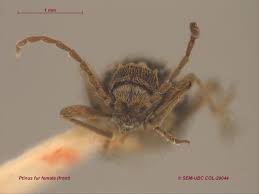 Attēlu rezultāti vaicājumam “Ptinus sp. female”