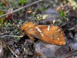 Attēlu rezultāti vaicājumam “Phymatopus hecta”