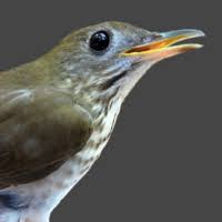 Image result for Catharus fuscescens