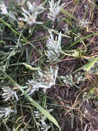 Attēlu rezultāti vaicājumam “Gnaphalium sylvaticum flower”