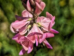 Attēlu rezultāti vaicājumam “Onobrychis arenaria leaf”