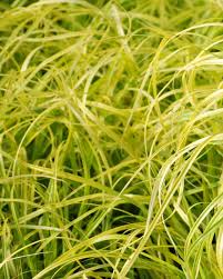 Attēlu rezultāti vaicājumam “Carex loliacea leaf”