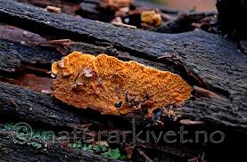 Attēlu rezultāti vaicājumam “Pseudomerulius aureus”