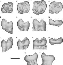 Attēlu rezultāti vaicājumam “Lycogala convexum young”