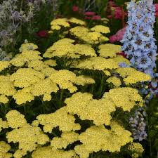Attēlu rezultāti vaicājumam “Achillea millefolium leaf”