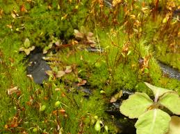 Attēlu rezultāti vaicājumam “Leptobryum pyriforme sporophyte”