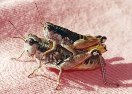 Attēlu rezultāti vaicājumam “Podisma pedestris”