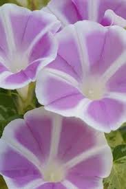 Image result for Petunie