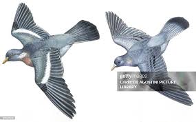 Attēlu rezultāti vaicājumam “Columbiformes”