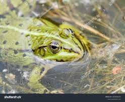 Attēlu rezultāti vaicājumam “Pelophylax”