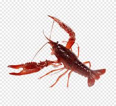 Image result for Palinurus elephas