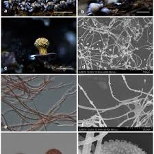 Attēlu rezultāti vaicājumam “Diderma globosum”