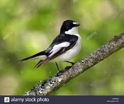 Attēlu rezultāti vaicājumam “Ficedula hypoleuca”