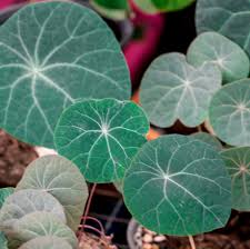 Attēlu rezultāti vaicājumam “Trichia erecta stalked”