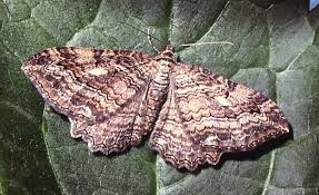 Attēlu rezultāti vaicājumam “Pareulype berberata”