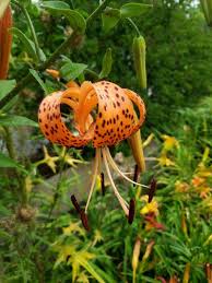 Attēlu rezultāti vaicājumam “Lilium lancifolium flower”