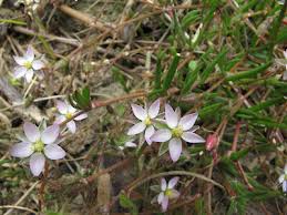 Attēlu rezultāti vaicājumam “Spergularia marina leaf”