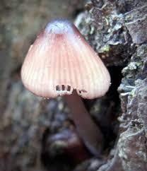 Attēlu rezultāti vaicājumam “Mycena purpureofusca”