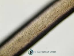 Image result for human hair microscope image