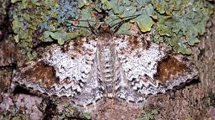 Attēlu rezultāti vaicājumam “Venusia blomeri”