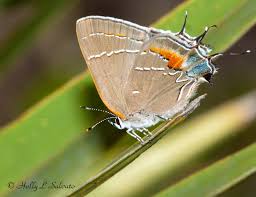 Attēlu rezultāti vaicājumam “Favonius quercus underside”