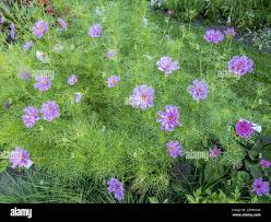Image result for Cosmos bipinnatus `Double Click`