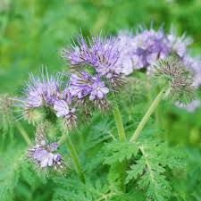 Image result for Phacelia