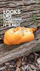 Attēlu rezultāti vaicājumam “Hapalopilus croceus”