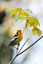 Image result for Dendroica fusca