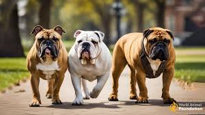 Image result for Bulldogs Power and strength