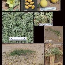 Attēlu rezultāti vaicājumam “Cucurbitaceae”