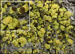 Attēlu rezultāti vaicājumam “Chaenotheca chrysocephala”