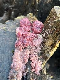 Attēlu rezultāti vaicājumam “Amaurochaete atra young”