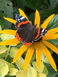 Attēlu rezultāti vaicājumam “Vanessa atalanta”