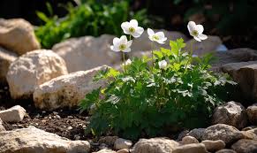 Image result for Anemonenarten