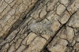 Attēlu rezultāti vaicājumam “Polia nebulosa”