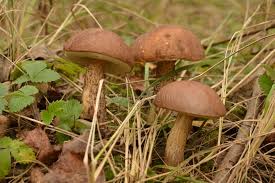 Attēlu rezultāti vaicājumam “Leccinum melaneum”