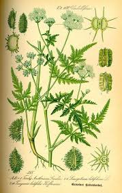 Attēlu rezultāti vaicājumam “Laserpitium latifolium leaf”