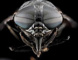 Attēlu rezultāti vaicājumam “Tabanidae”