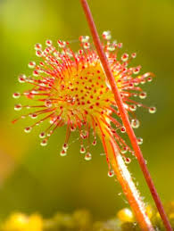 Attēlu rezultāti vaicājumam “Drosera rotundifolia fruit”