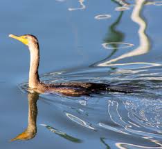 Image result for Phalacrocorax auritus