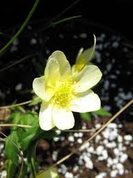 Attēlu rezultāti vaicājumam “Anemone x lipsiensis”