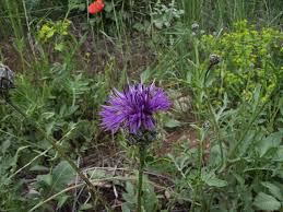 Attēlu rezultāti vaicājumam “Centaurea scabiosa bud”