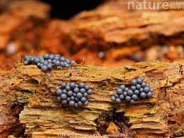 Attēlu rezultāti vaicājumam “Cribraria argillacea macro”