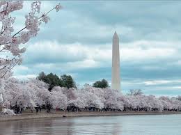 Image result for "cherry blossom" washington