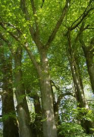 Attēlu rezultāti vaicājumam “Tilia platyphyllos subsp. platyphyllos”
